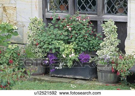 Window box with fuchsias and lobelia by leaded casement. View Large Photo Image Stock Image - Window box with fuchsias and lobelia by leaded casement.. Fotosearch