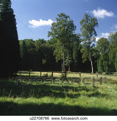 Wooden fence separating unmown grass from field with tall trees View Large Photo Image Stock Photograph - Wooden fence separating unmown grass from field with tall trees. Fotosearch