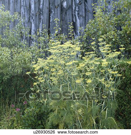 Stock Photograph - Wooden fence with flowering fennel in the foreground.. Fotosearch