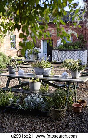 Stock Image - Wooden picnic bench with pots of assorted herbs. Fotosearch