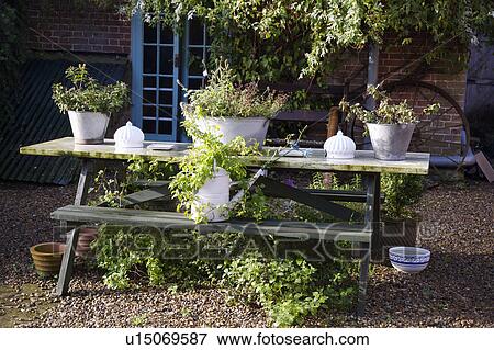 Wooden picnic bench with pots of assorted herbs View Large Photo Image Stock Photo - Wooden picnic bench with pots of assorted herbs. Fotosearch