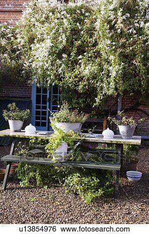 Wooden picnic bench with pots of assorted herbs View Large Photo Image Stock Photograph - Wooden picnic bench with pots of assorted herbs. Fotosearch