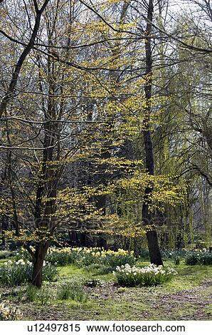 Stock Photography - Woodland trees bursting into life and underplanted with daffodils.. Fotosearch