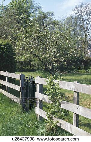 Wrought iron gate in wooden fence to flowering tree in lawn in Spring View Large Photo Image Stock Photo - Wrought iron gate in wooden fence to flowering tree in lawn in Spring. Fotosearch