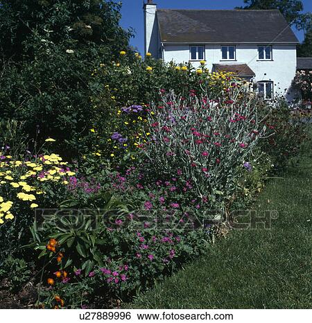 Stock Photograph - Yellow achillea and rose campion in summer border in garden in front of country cottage. Fotosearch