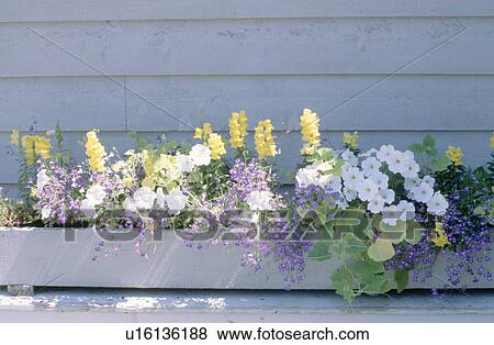 Yellow antirrhinums and white petunias in wooden plantere View Large Photo Image Stock Photo - Yellow antirrhinums and white petunias in wooden plantere. Fotosearch