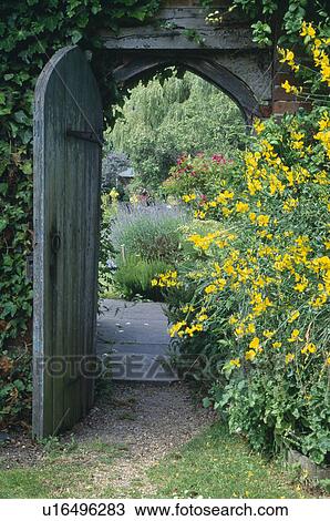 Stock Image - Yellow cytisus beside open wooden door in walled country garden in summer. Fotosearch