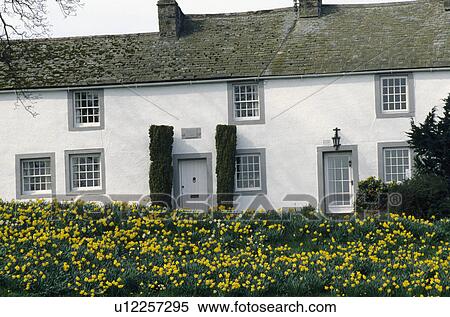 Stock Photography - Yellow daffodils growing opposite white country cottage. Fotosearch