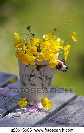 Yellow flowers in novelty dog mug on wooden table. View Large Photo Image Stock Photograph - Yellow flowers in novelty dog mug on wooden table.. Fotosearch