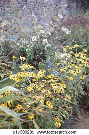 Stock Photography - Yellow rudbeckia growing in summer garden border. Fotosearch