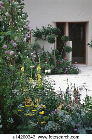 Stock Image - Yellow verbascum and achillea with pink climbing roses in summer garden border of modern white townhouse. Fotosearch