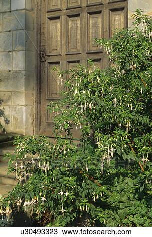 A hardy white fuchsia by a stout wooden door. View Large Photo Image Stock Image - A hardy white fuchsia by a stout wooden door.. Fotosearch