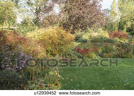 Stock Image - Autumn garden with shrubs and Michaelmas daisies and unmown lawn. Fotosearch