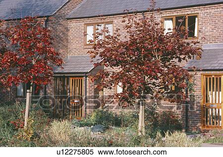 Stock Photography - Autumn leaves on small trees in front garden of newbuild house on small housing estate. Fotosearch