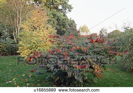 Stock Photo - Autumn shrubs and trees in country garden. Fotosearch
