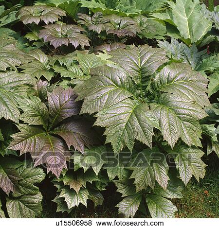 Stock Photo - Bird's eye view of rodgersia leaves.. Fotosearch