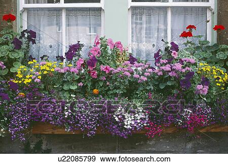 Stock Photo - Blue and white lobelia with pink petunias and yellow bidens in large window box. Fotosearch