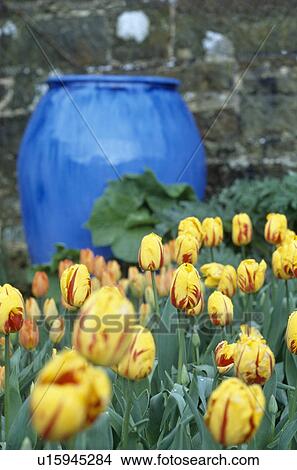 Blue ceramic urn with massed striped tulips. View Large Photo Image Picture - Blue ceramic urn with massed striped tulips.. Fotosearch