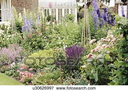 Blue delphiniums and cane wigwams in summer garden border with purple lythrum View Large Photo Image Stock Photo - Blue delphiniums and cane wigwams in summer garden border with purple lythrum. Fotosearch