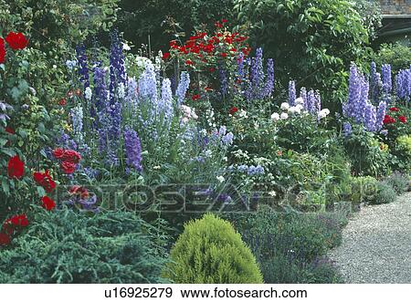 Stock Photo - Blue delphiniums and red roses in summer border in country garden. Fotosearch