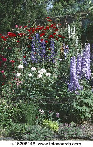 Blue delphiniums and white paonies in summer garden border with red roses View Large Photo Image Stock Photo - Blue delphiniums and white paonies in summer garden border with red roses. Fotosearch