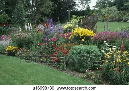 Blue delphiniums and yellow achillea with red helenium in large summer border in country garden View Large Photo Image Stock Image - Blue delphiniums and yellow achillea with red helenium in large summer border in country garden. Fotosearch