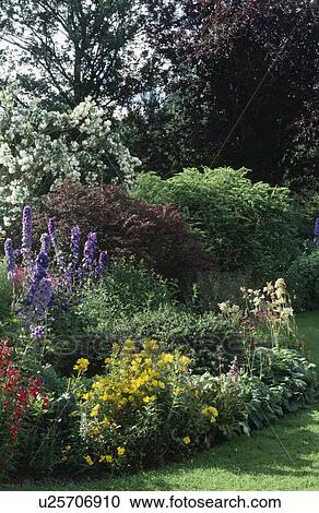 Blue delphiniums and yellow evening primrose in summer border in country garden View Large Photo Image Stock Image - Blue delphiniums and yellow evening primrose in summer border in country garden. Fotosearch