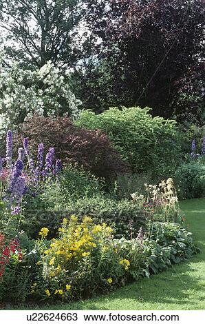 Stock Image - Blue delphiniums and yellow lysimachi in summer garden border. Fotosearch