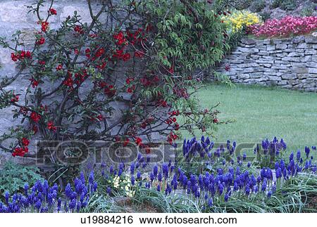 Stock Photograph - Blue grape hyacinths growing in garden border below red chaenomeles on wall. Fotosearch