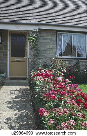 Stock Photo - Border of pink sweet williams in front garden beside path to suburban bungalow. Fotosearch