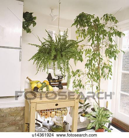 Picture - Boston fern on ceiling above butcher's block in white kitchen with tall houseplant. Fotosearch