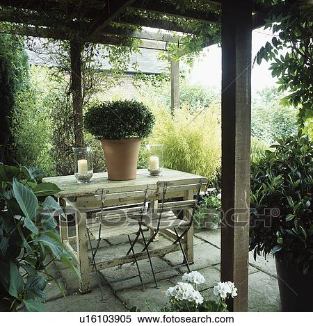Stock Photography - Clipped box shrub in terracotta pot on table on patio below wooden pergola with climbing plants in country garden. Fotosearch