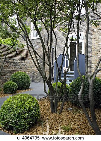 Stock Photography - Clipped box shrubs and small tree in mulch-covered bed in townhouse garden. Fotosearch
