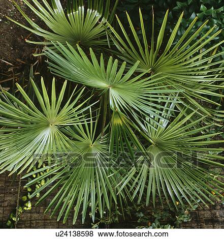 Stock Photo -  Close of fronds of Chusan palm.. Fotosearch