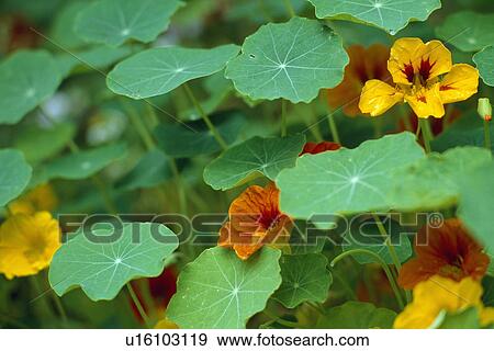 Close up of a clump of nastutiums. View Large Photo Image Stock Photo - Close up of a clump of nastutiums.. Fotosearch