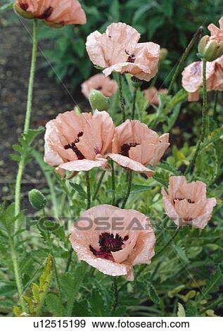 Stock Photo -  Close-up of a clump of pink oriental poppies.. Fotosearch