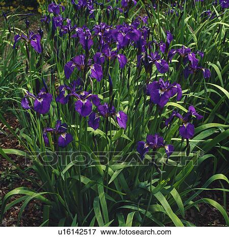Stock Photo - Close up of a clump of slim purle irises.. Fotosearch