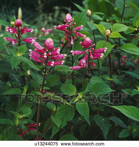 Stock Photography -  Close up of a deep pink perennial salvia.. Fotosearch