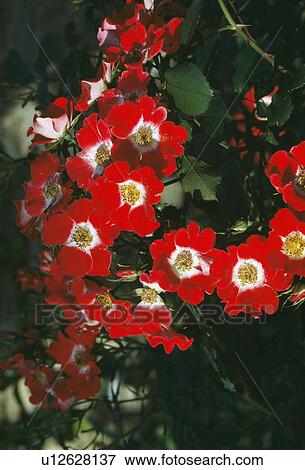 Stock Photo -  Close up of a flower smothered sprig of singe red rose.. Fotosearch