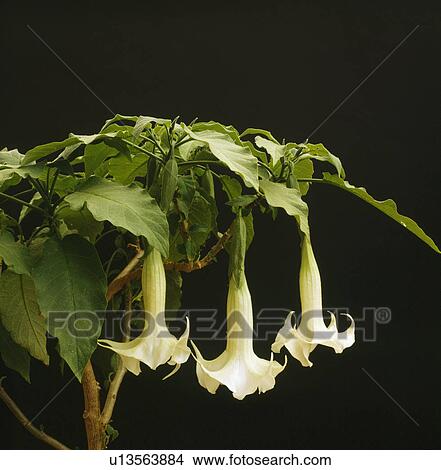 Close up of a flowering branch of angels trumpet- datura. View Large Photo Image Picture - Close up of a flowering branch of angels trumpet- datura.. Fotosearch