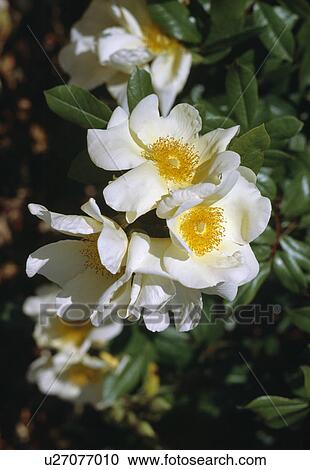 Stock Image -  Close up of a flowering sprig of a pale yellow climbing rose.. Fotosearch