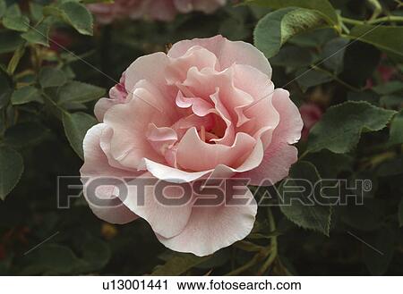 Close up of a frilly pink rose. View Large Photo Image Stock Image - Close up of a frilly pink rose.. Fotosearch