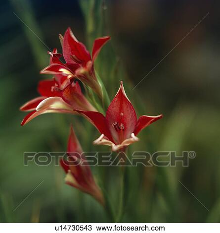 Close up of a kaffir lily View Large Photo Image Stock Image - Close up of a kaffir lily . Fotosearch