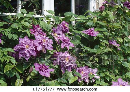 Stock Photo -  Close up of a large flowered double clematis skramling over a windowsill.. Fotosearch