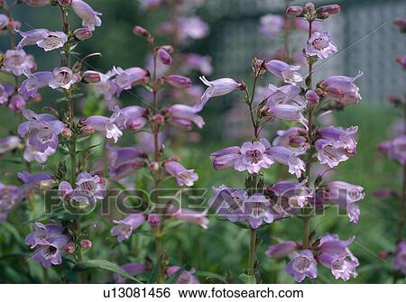 Close up of a lilac penstemon View Large Photo Image Stock Photograph - Close up of a lilac penstemon. Fotosearch