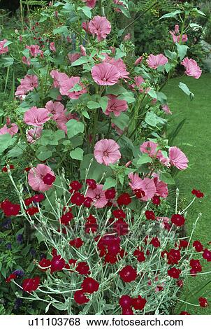Stock Photo - Close up of a section of summer border with magenta lychnis and pink mallow.. Fotosearch