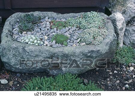 Close-up of alpine sedums and pebbles in old stone sink View Large Photo Image Stock Photography - Close-up of alpine sedums and pebbles in old stone sink. Fotosearch