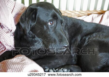 Stock Photo - Close up of black Labrador dog. Fotosearch