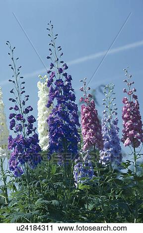 Close-up of blue and pink delphiniums against blue sky View Large Photo Image Stock Image - Close-up of blue and pink delphiniums against blue sky. Fotosearch