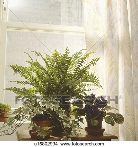 Picture - Close-up of Boston fern and trailing ivy with purple African-violet on table in front of window. Fotosearch